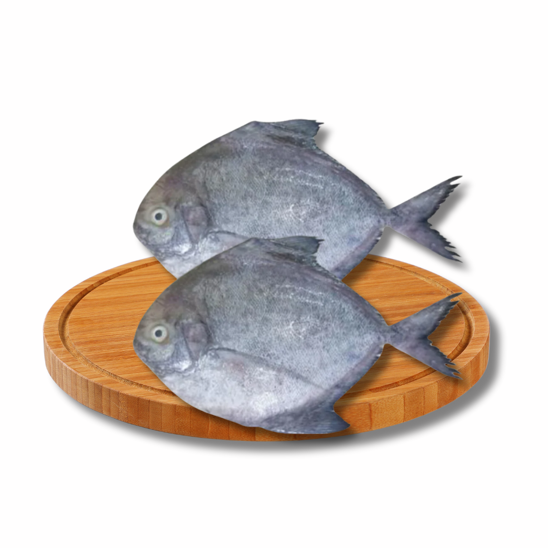 Pompano Black