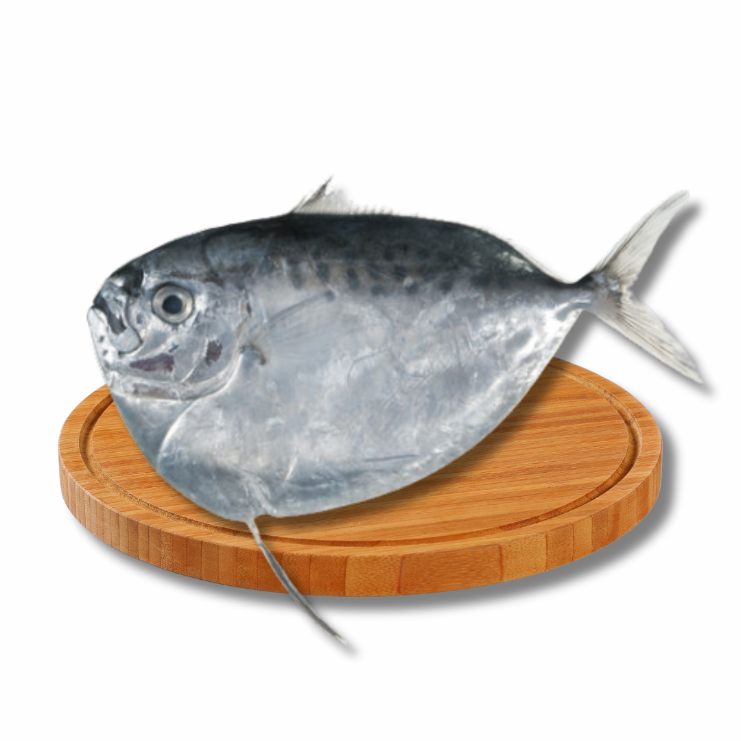 Sapatero Fish
