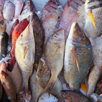Seafood