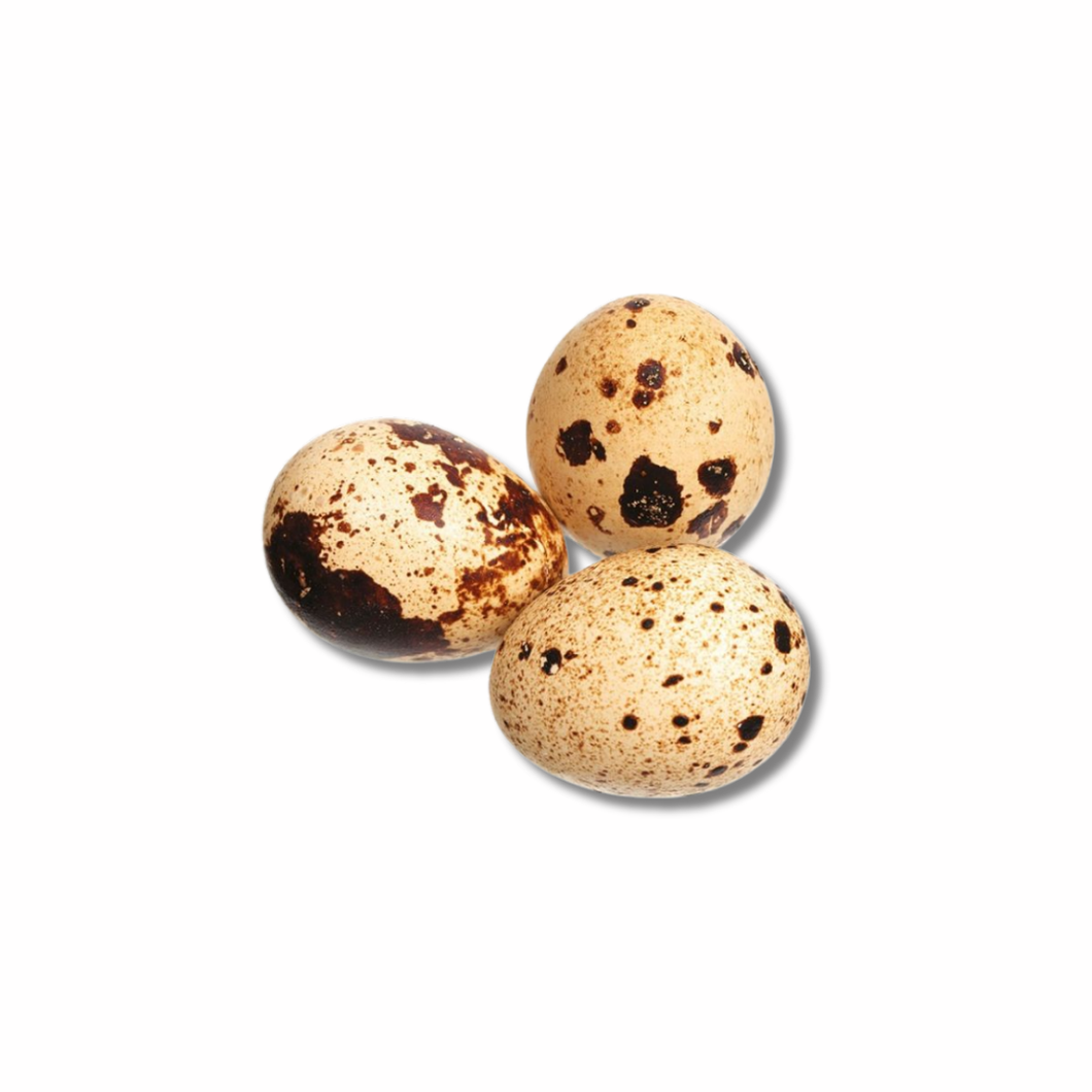 Quail Eggs - Itlog ng Pugo