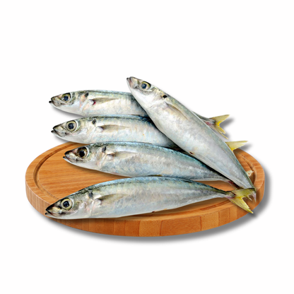 Galunggong (Medium size)