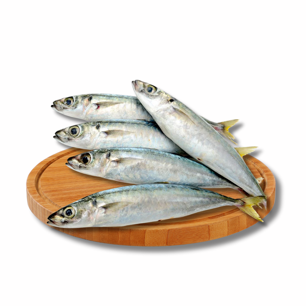 Galunggong (Medium size)
