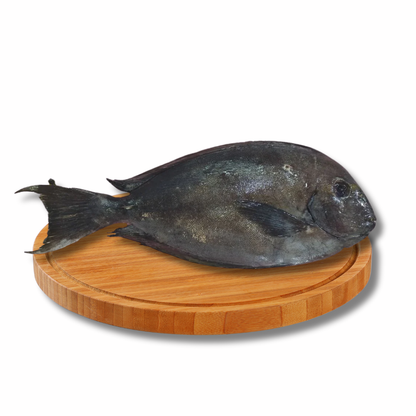 Labahita - Surgeon Fish