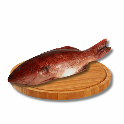 Lapu Lapu Red - Grouper Fish