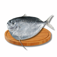 Load image into Gallery viewer, Sapatero Fish
