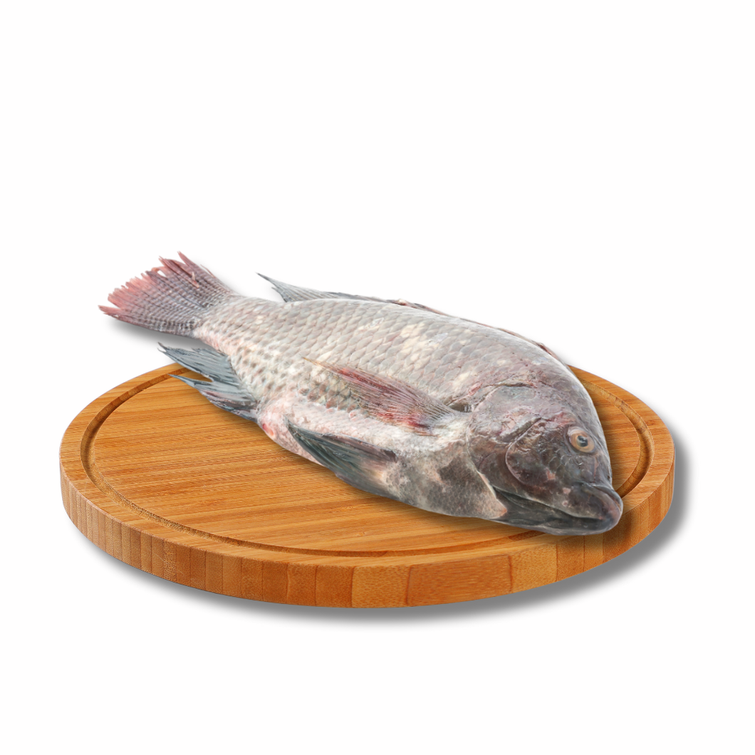 Tilapia (Medium)