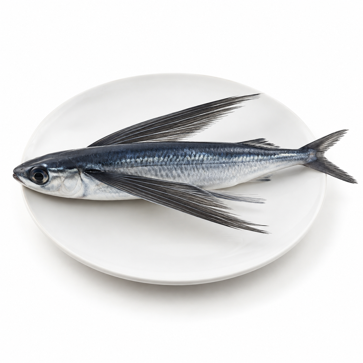 Fresh flying fish on a white plate