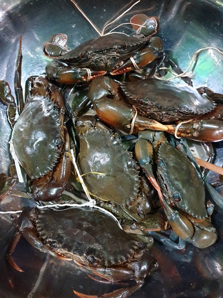 Alimango - Mud Crab