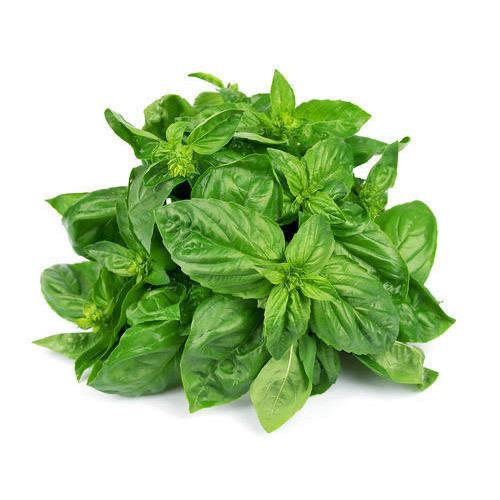 Basil