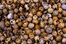 Load image into Gallery viewer, Quail Eggs - Itlog ng Pugo
