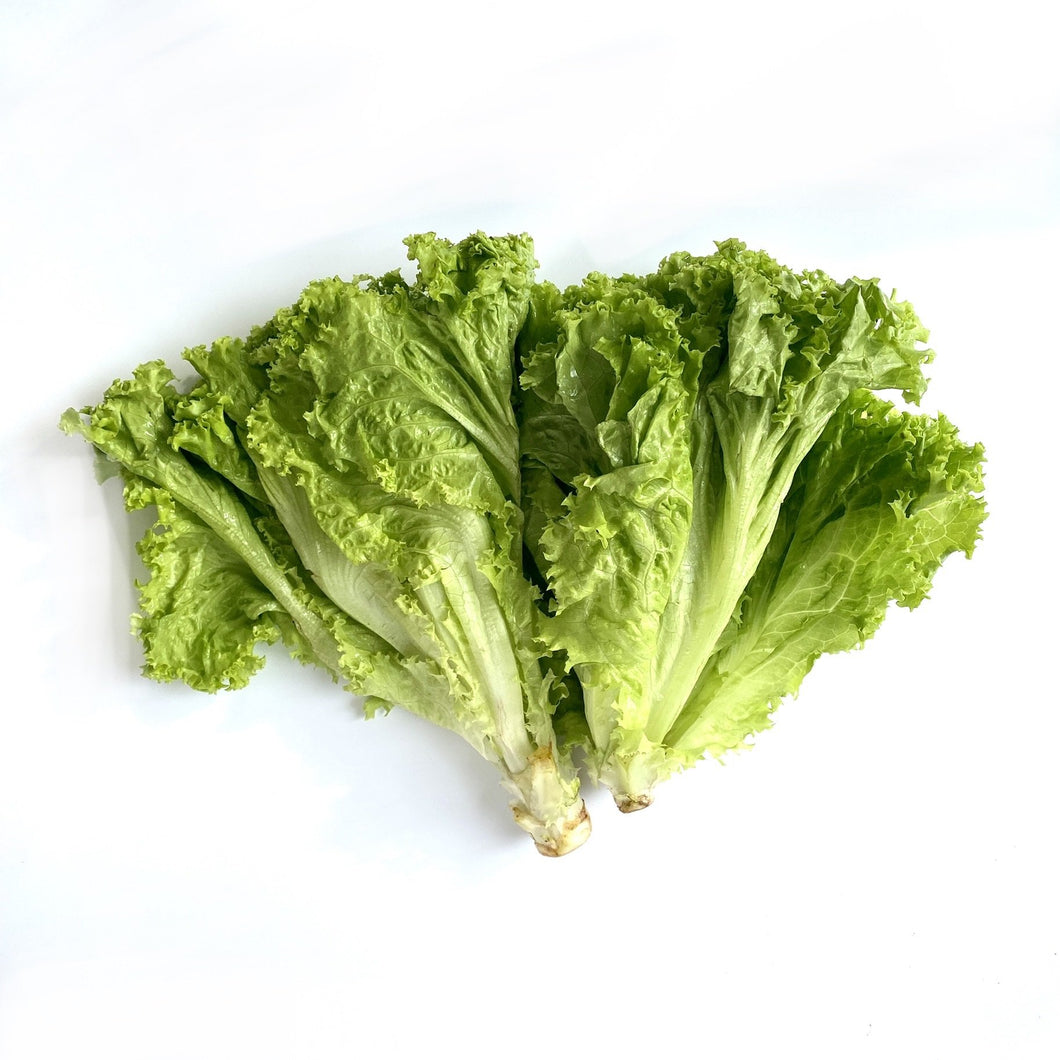 Green Ice Lettuce