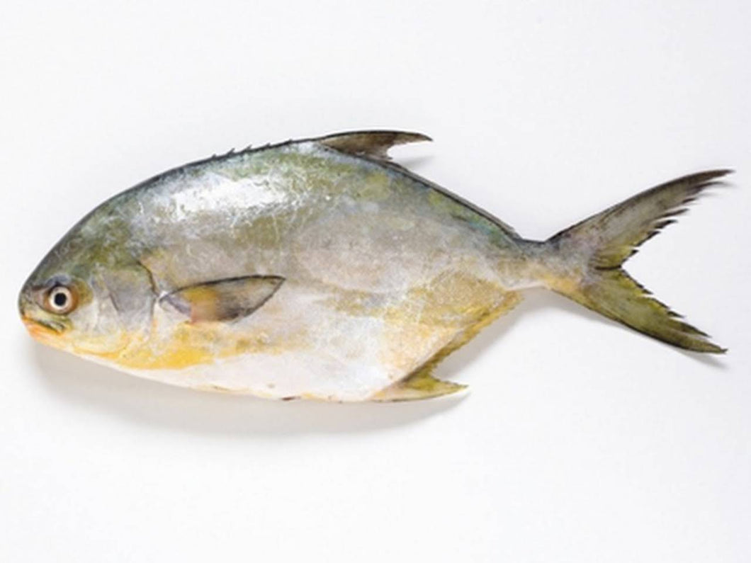 Pompano