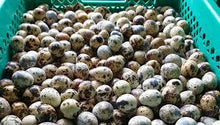 Load image into Gallery viewer, Quail Eggs - Itlog ng Pugo
